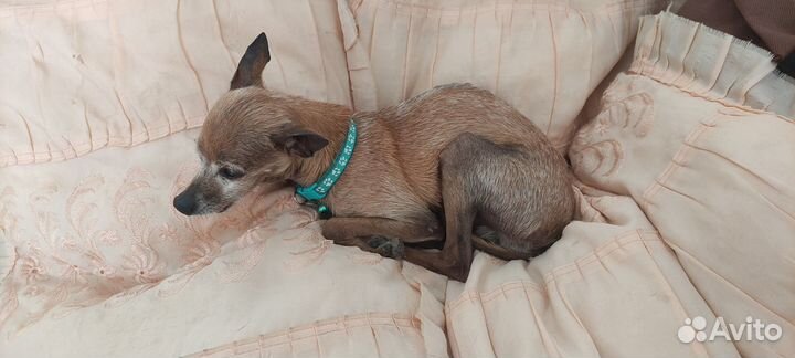 Нашлась собака Той-терьер