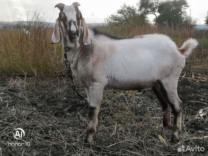 Козёл нубийский