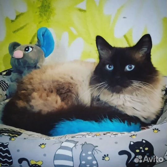 Кот в добрые руки