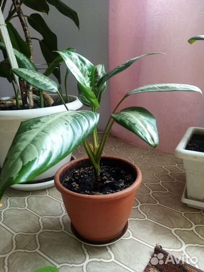 Комнатные растения