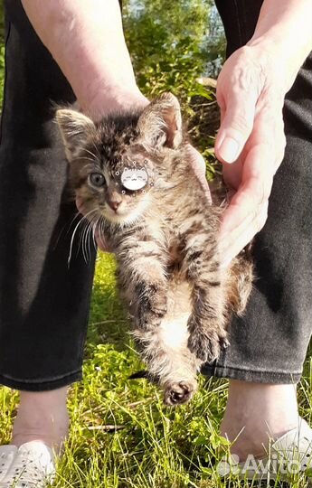 Котёнок в добрые руки котик мальчик