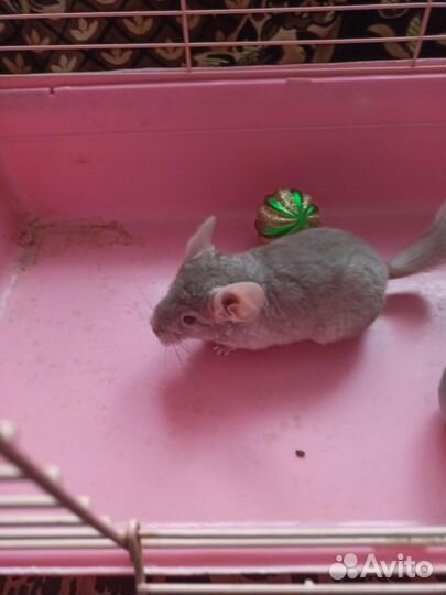 Продаю шиншиллу