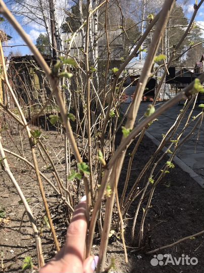 Малина(саженцы)