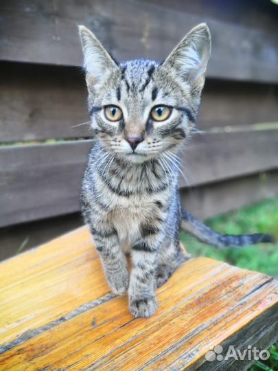 Котенок в добрые руки