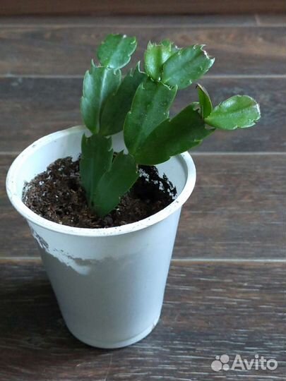 Декабрист Шлюмбергера, белый