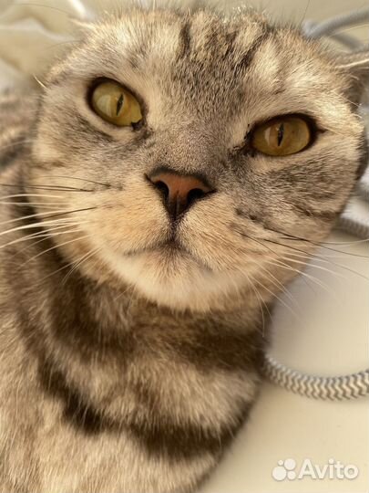 Британский кот