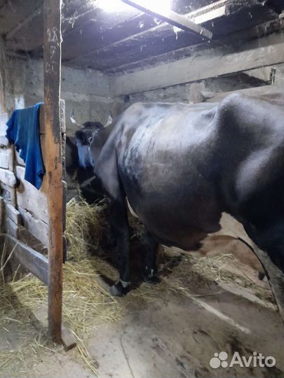 Корова дойная