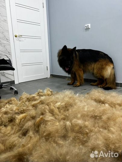 Груминг собак и кошек топовыми мастерами