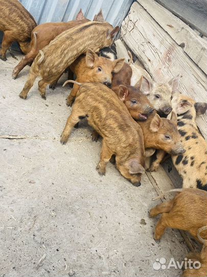 Свинье И поросята