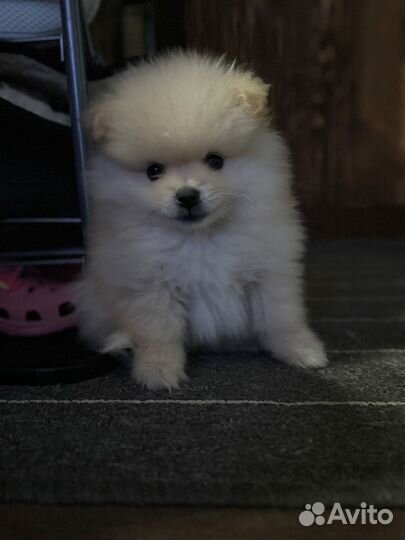 Померанский шпиц