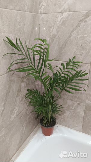 Хамедорея Элеганс