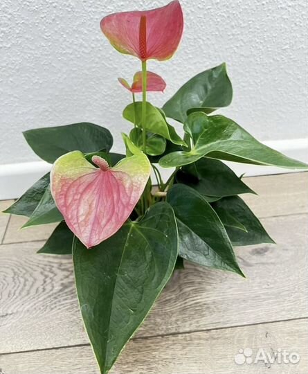 Антуриумы сортовые 7 видов