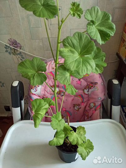 Драцена, герань