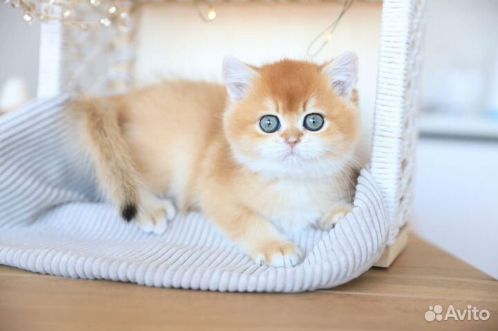 Британский котенок Имейдж