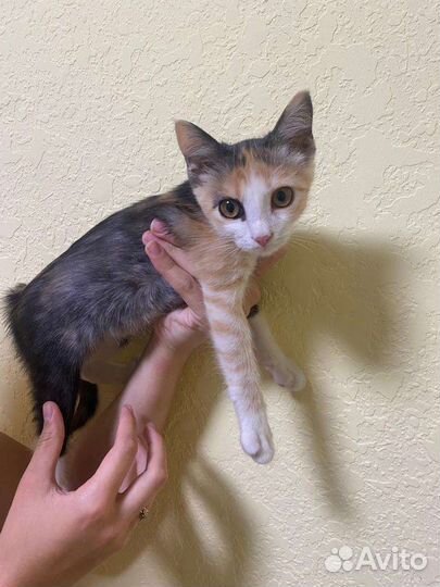 Кошка в дар