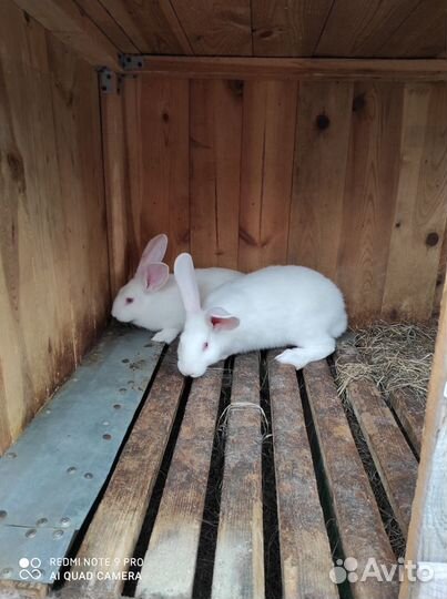 Белый паннон