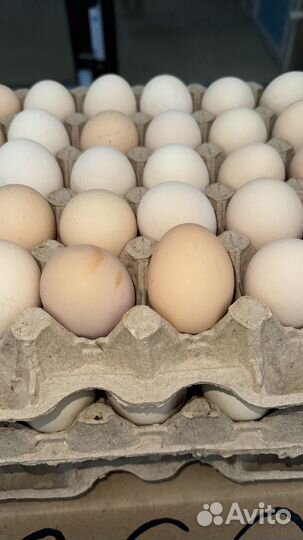Яйцо куриное оптом