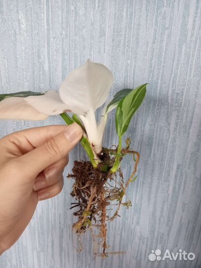 Филодендрон white wizard