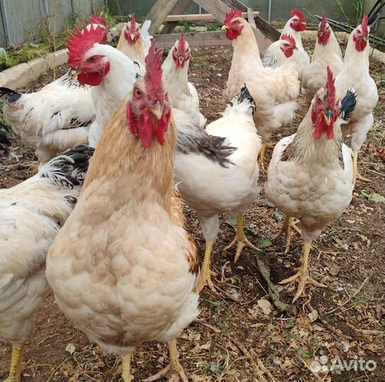Молодые петухи