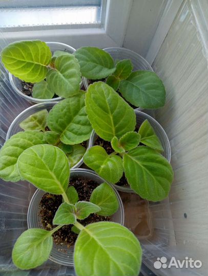 Глоксиния махровая, детки