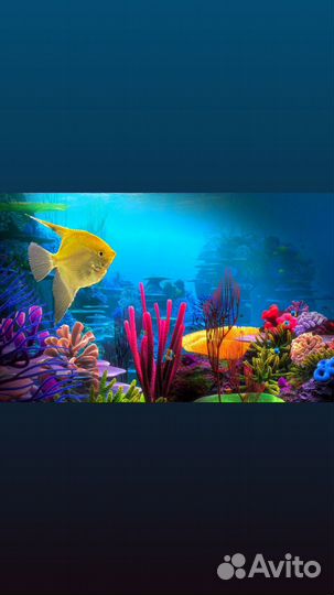 Аквариумные рыбки, Тернеция гло,Данио,меченосцы