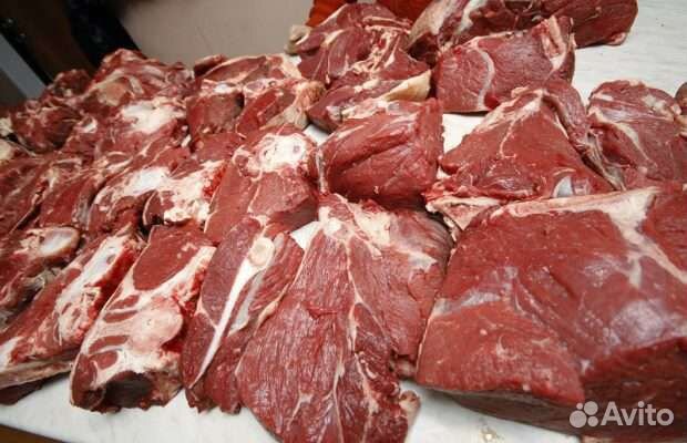 Продам молодую говядину