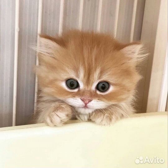 Сибирские котята