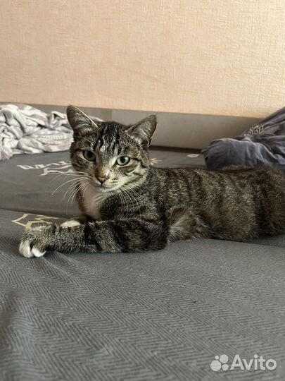Кошки в добрые руки