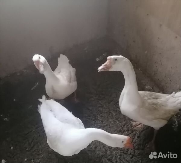 Семья гусей Линда