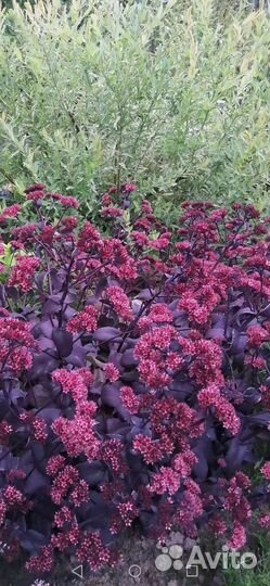 Многолетние цветы