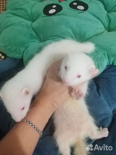 Хорьки девочки