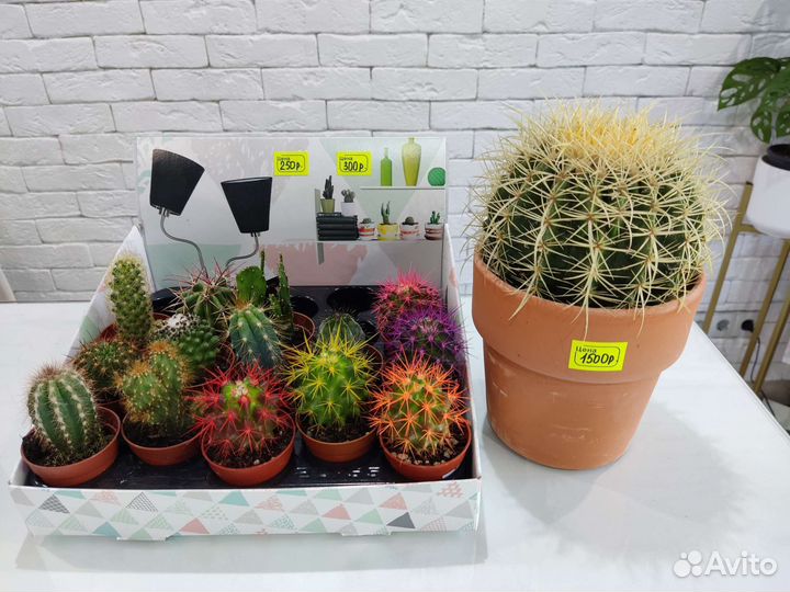 Эхинокактус