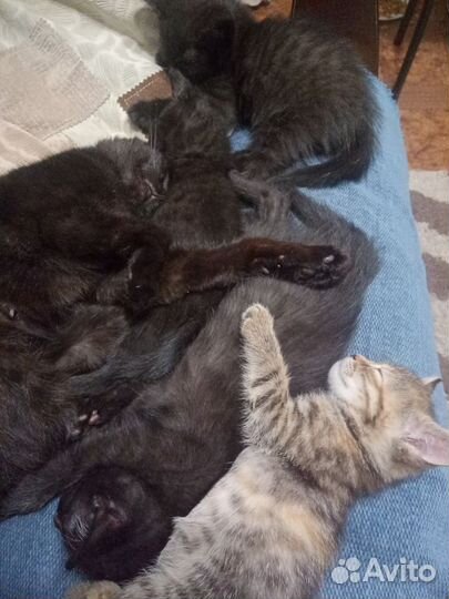 Отдам в добрые руки