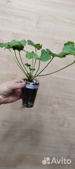 Та Эммануэль пеларгония