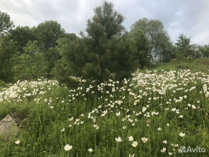 Экскурсия — Калуга — Никола-Ленивец: потропам арт
