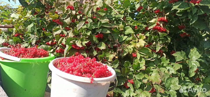 Калина на кисти