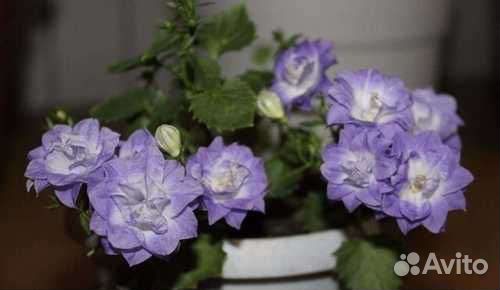 Кампанула (жених и невеста)