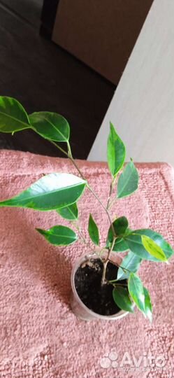 Фикус Бенджамина сорт Регидан
