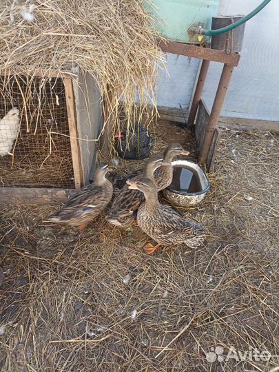 Подсодная утка