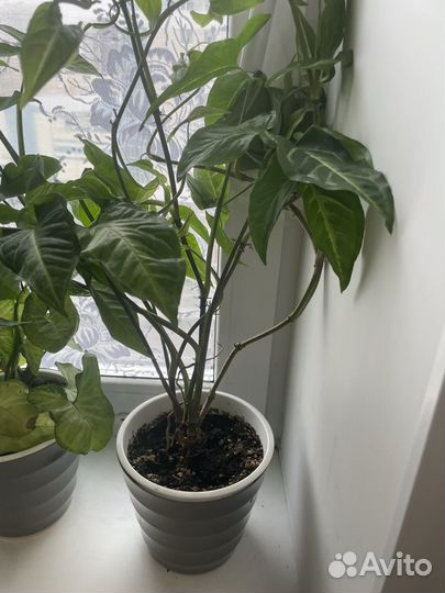 Цветы комнатные