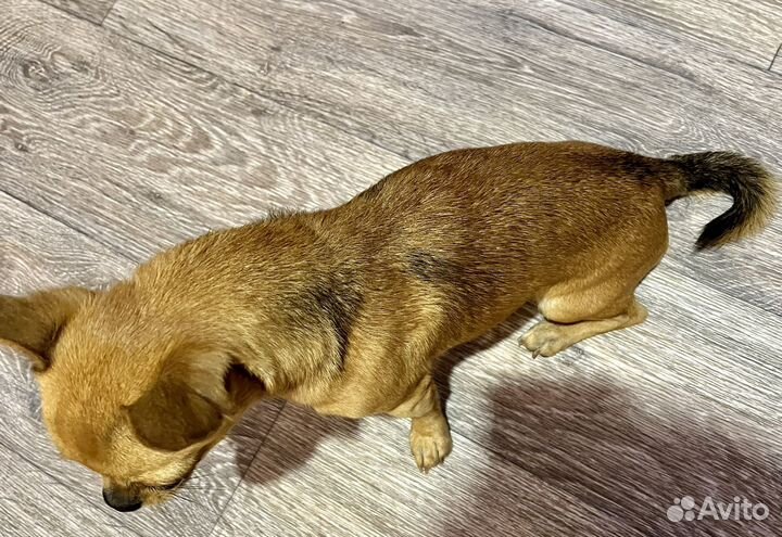 Чихуахуа ищет невесту