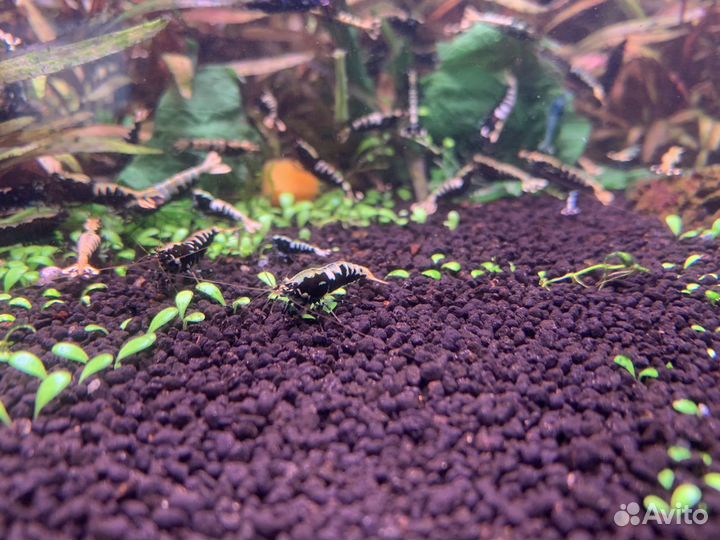 Креветки Fishbone black(Caridina)