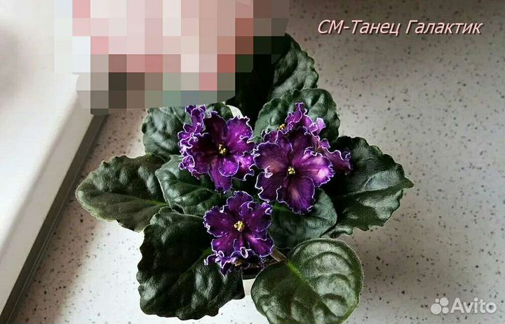 Фиалки набор №8 укорененных листов 7 разных сортов