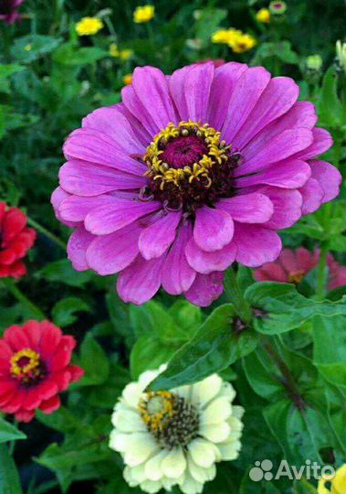 Цинии, Астры, Бархатцы, Календула семена