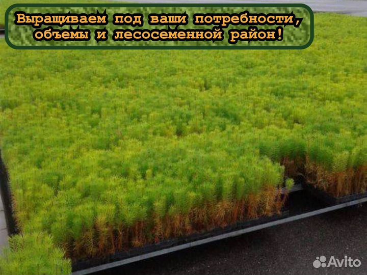 Сеянцы в кассетах зкс ели и сосны