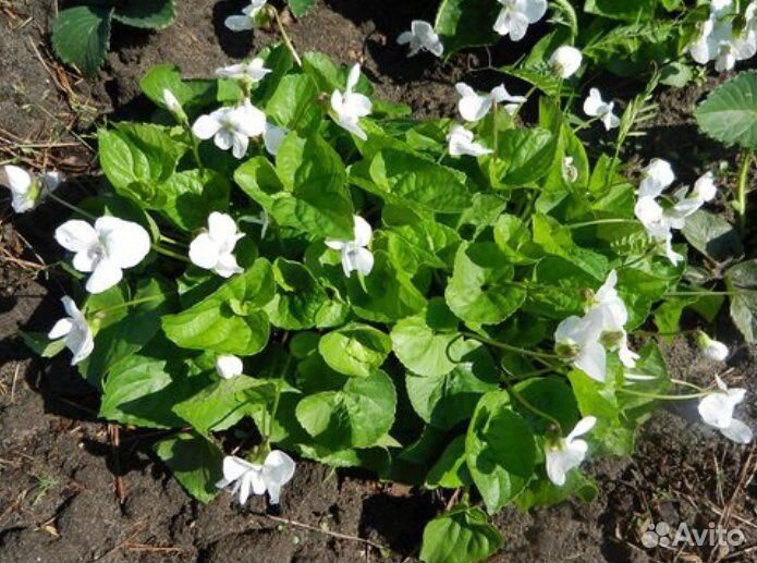 Многолетние цветы для сада