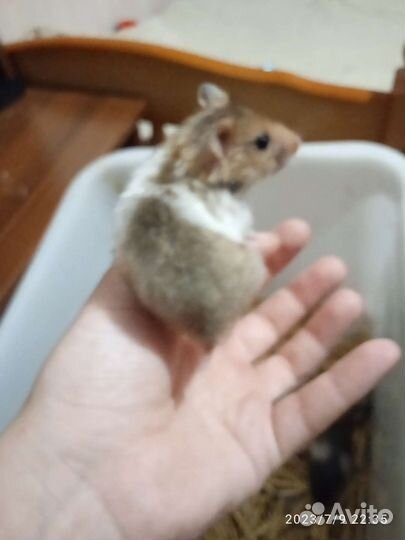 Сирийский хомяк