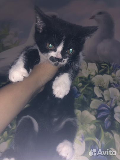 Котята в добрые руки бесплатно