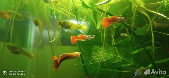 Гуппи, улитки катушки коричневые, красные