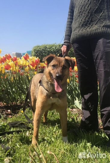 Собаки бесплатно в добрые руки щенки